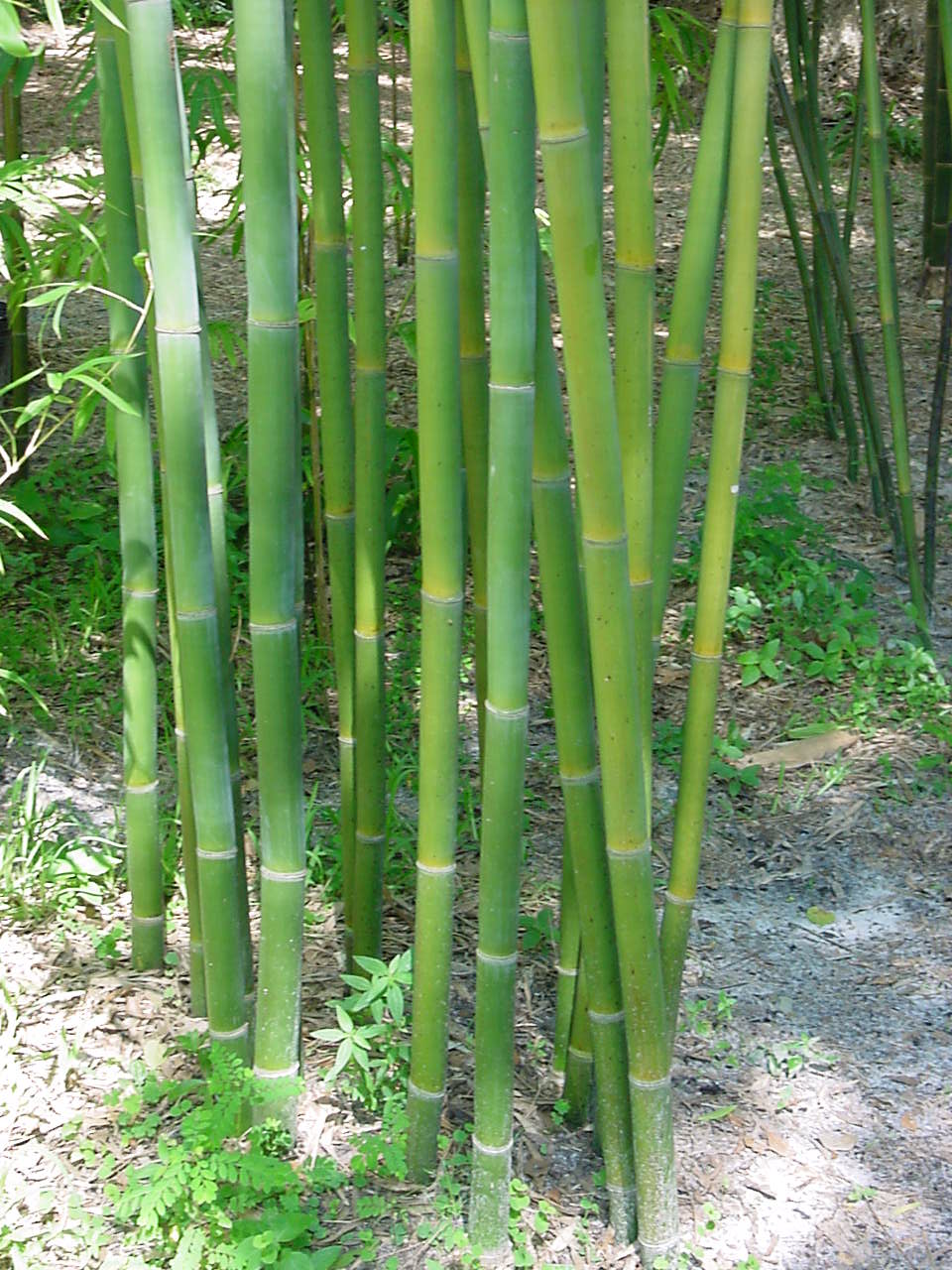 Emerald Bamboo