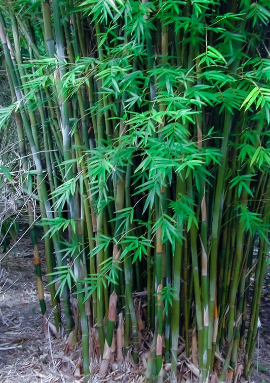 Emerald Bamboo