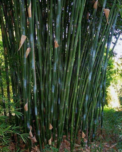 Emerald Bamboo