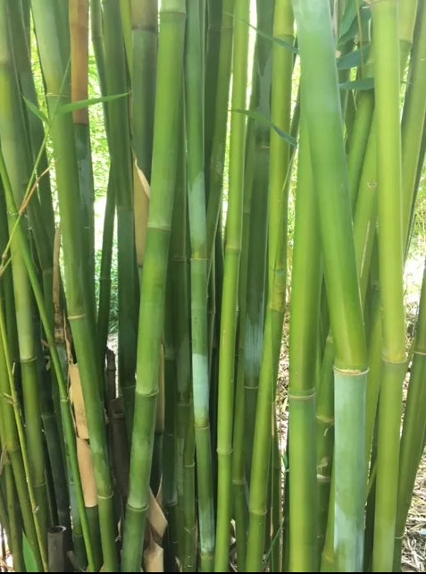 Emerald Bamboo