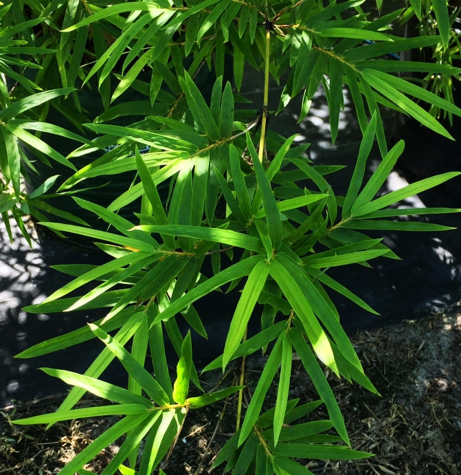 Fernleaf Bamboo