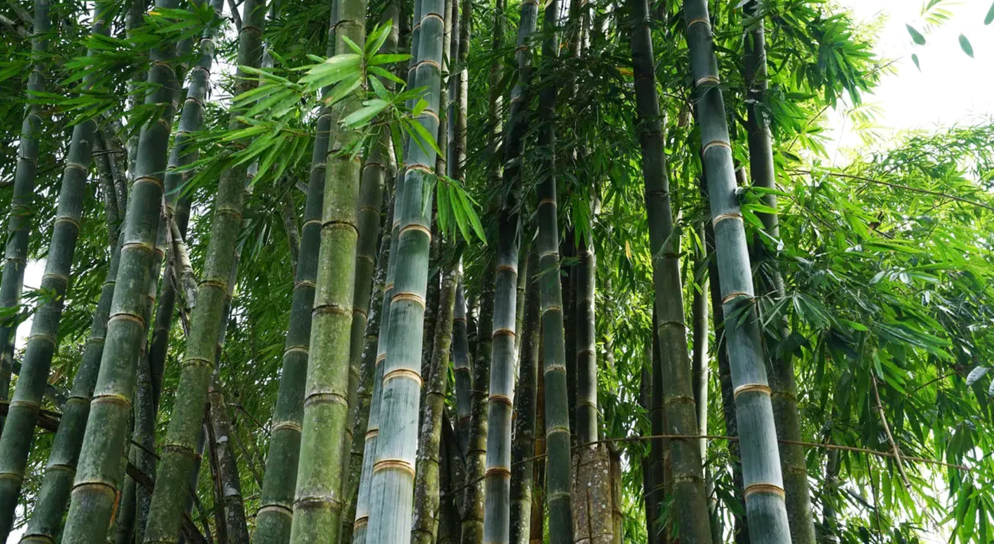 Oldhamii Bamboo