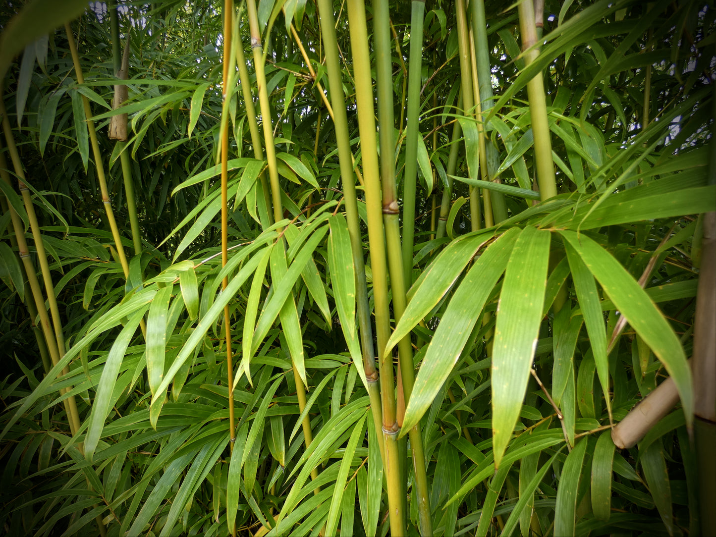 Graceful Bamboo