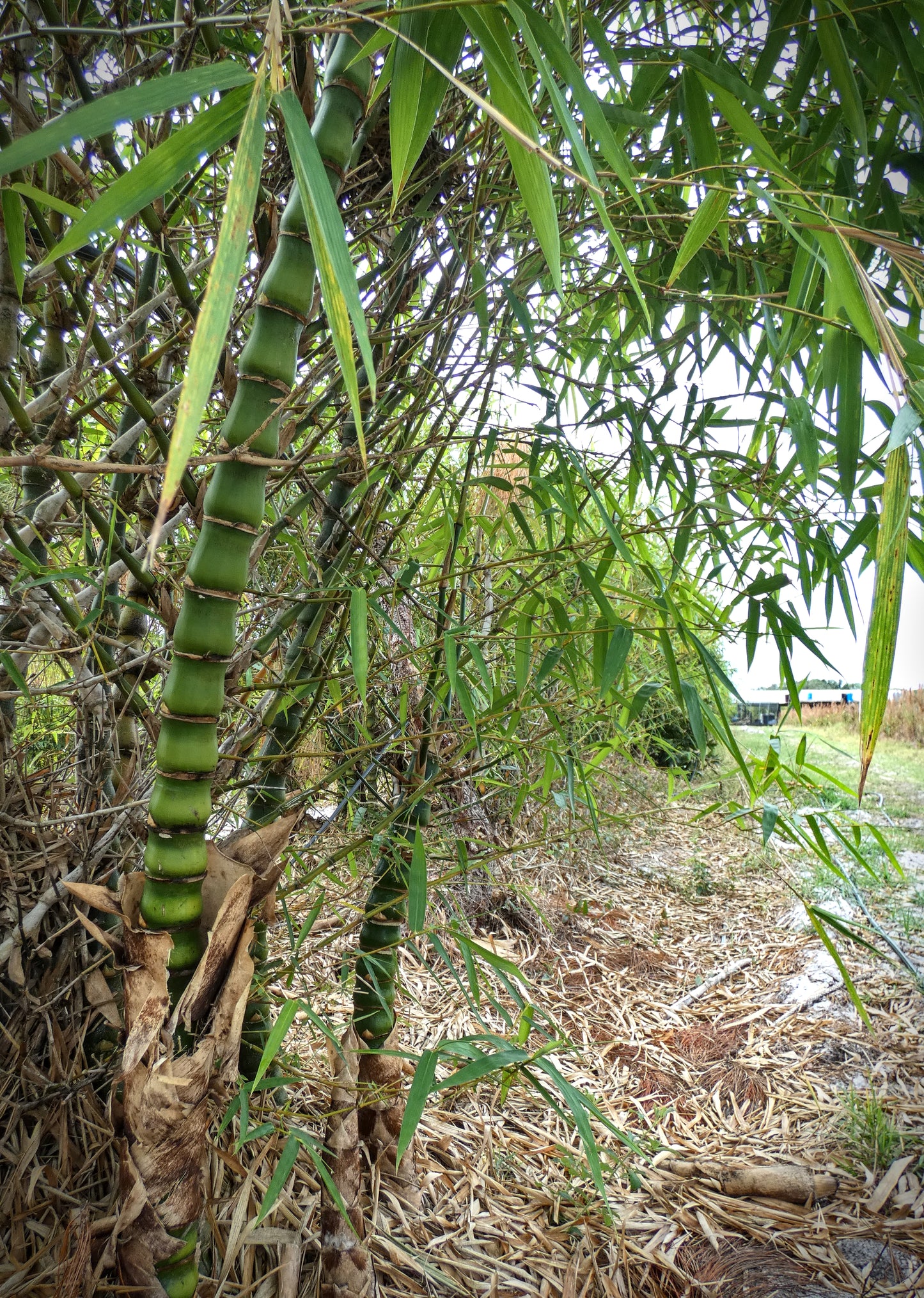 Dwarf Buddha Belly Bamboo