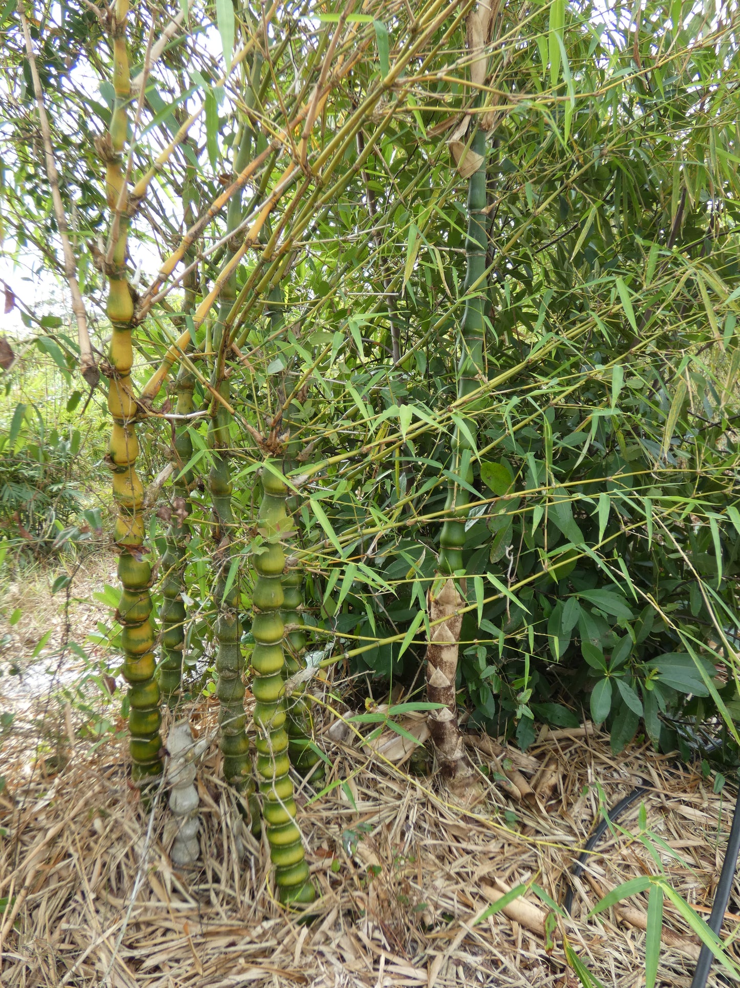 Dwarf Buddha Belly Bamboo