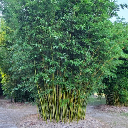 Seabreeze Bamboo