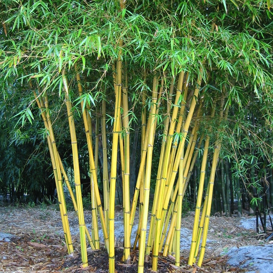 Asian Lemon Bamboo